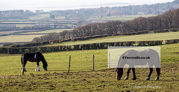 ned2